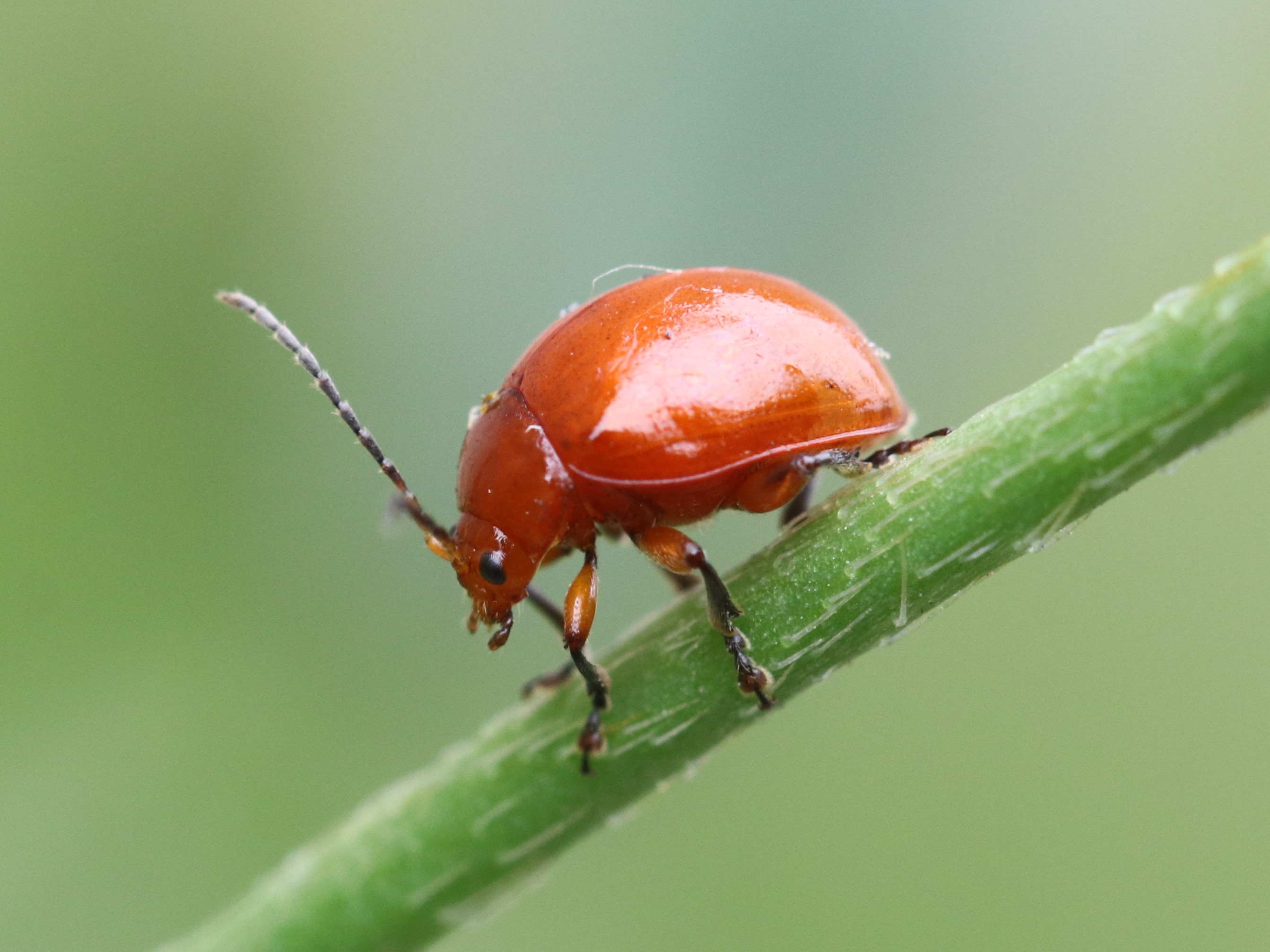 オオアカマルノミハムシの交尾2